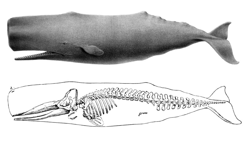 Where do sperm whales live